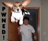 misc_throw_dog_pwned.jpg
