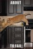 cat.jpg